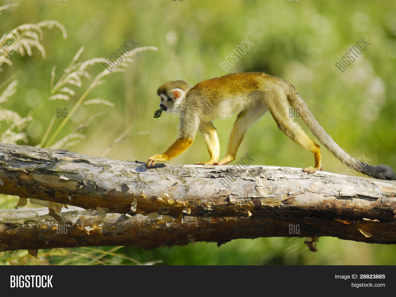 Image Preview