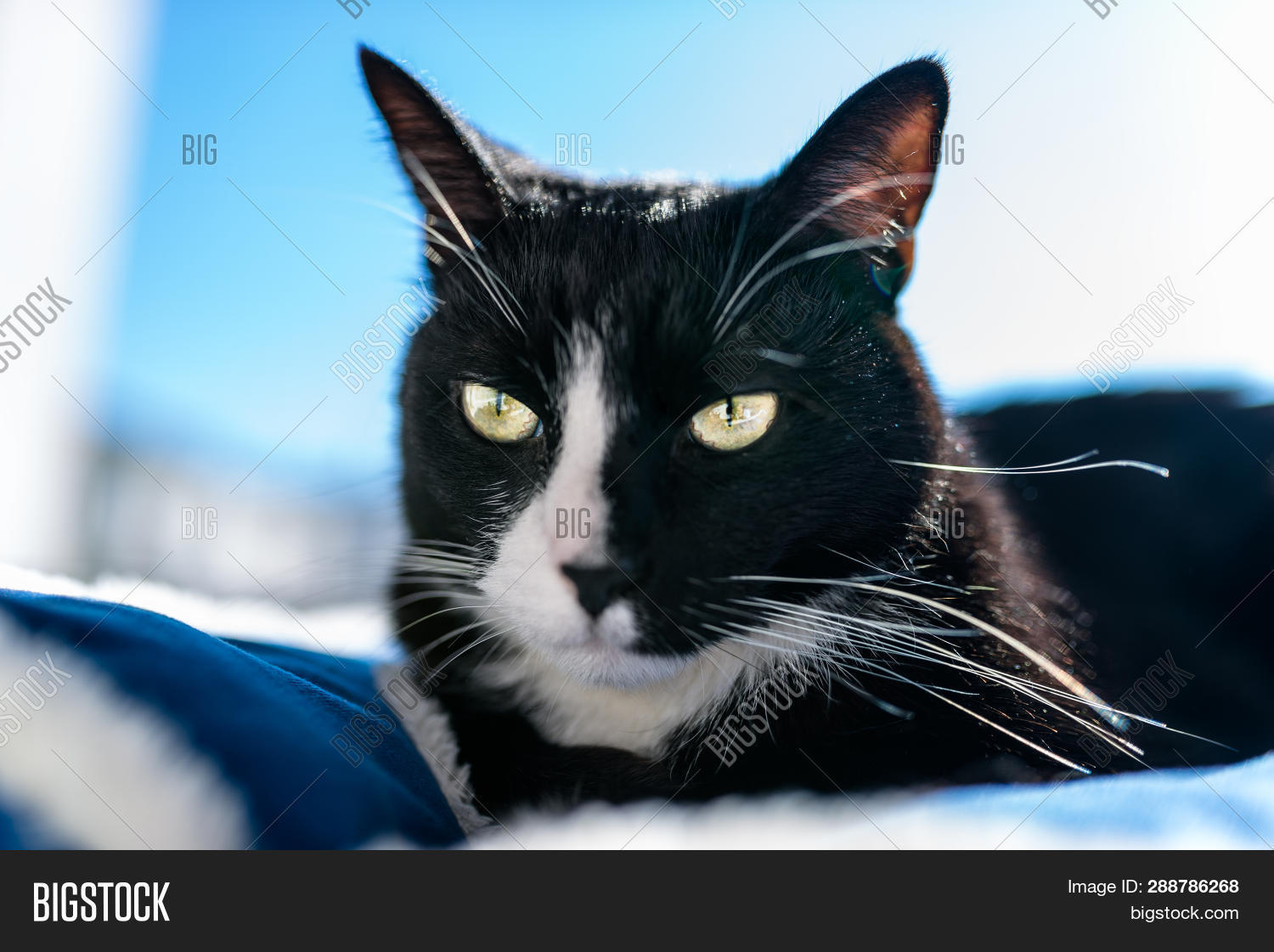 Black Cat Black White Image Photo Free Trial Bigstock