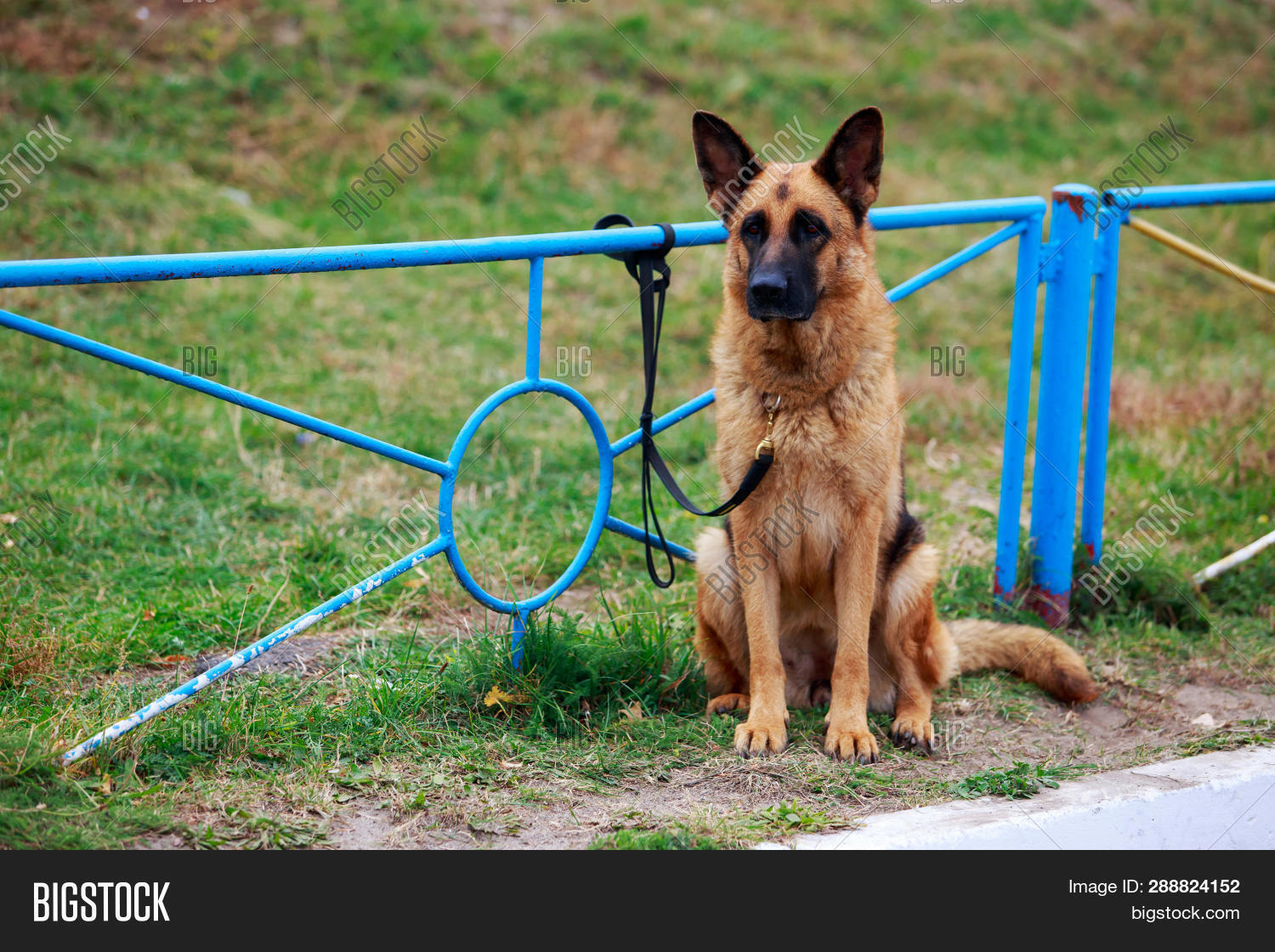 german shepherd fence