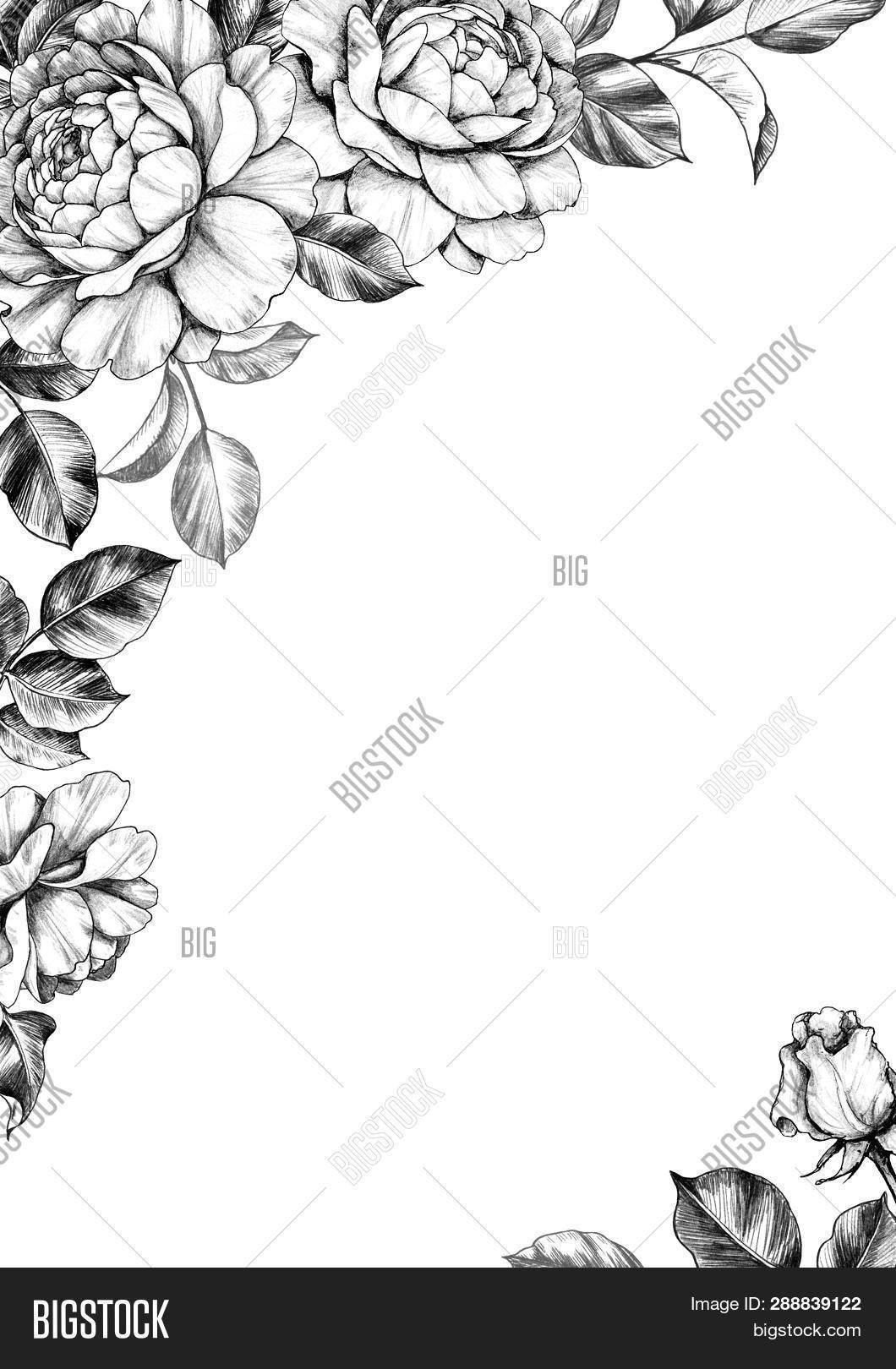 black and white pencil drawings of flowers