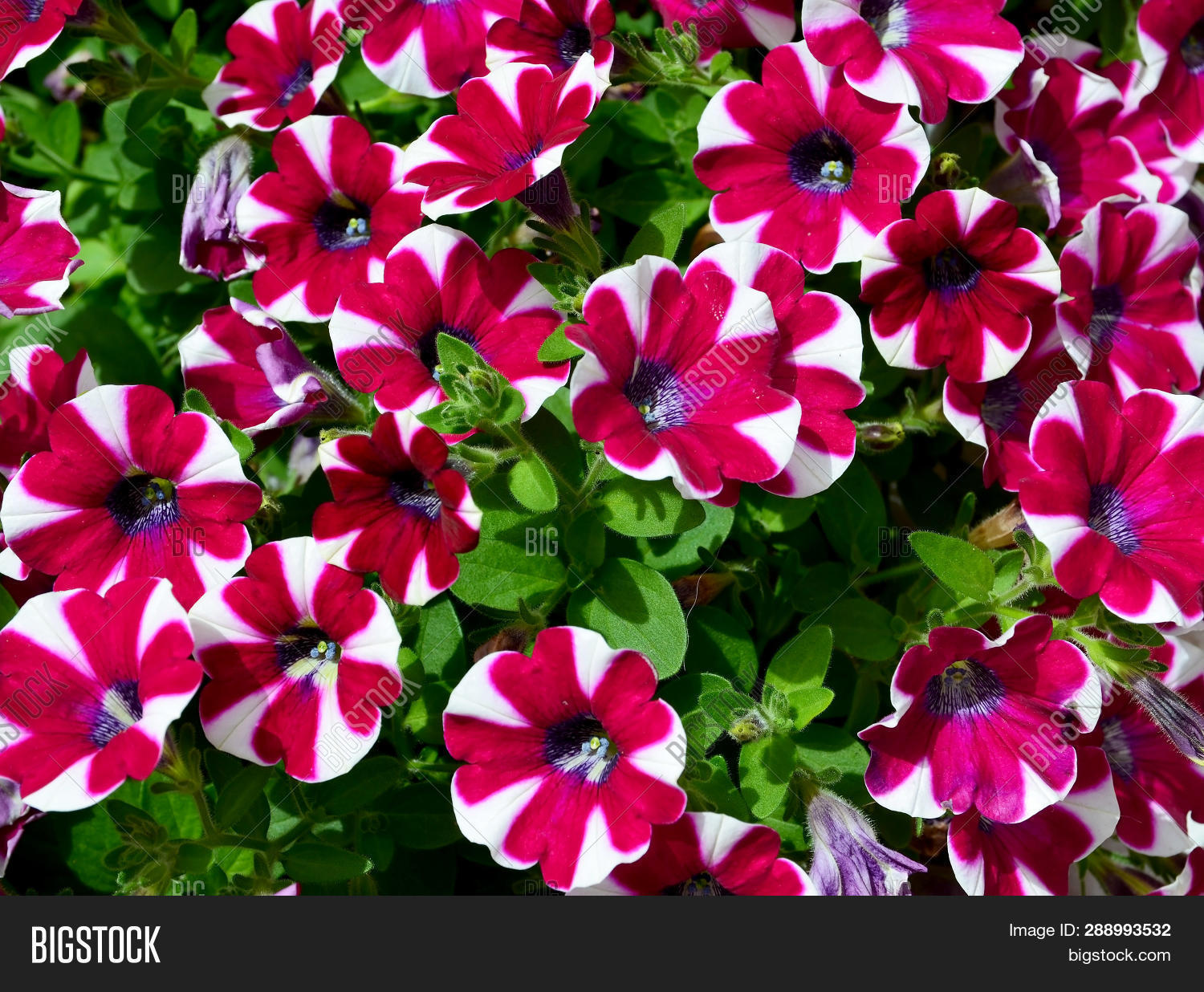 Wallpaper Petunia Flowers Garden Image Photo Free Trial Bigstock For Free