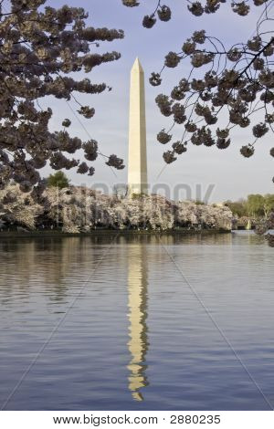 Washington Monument orámované s Třešňové květy