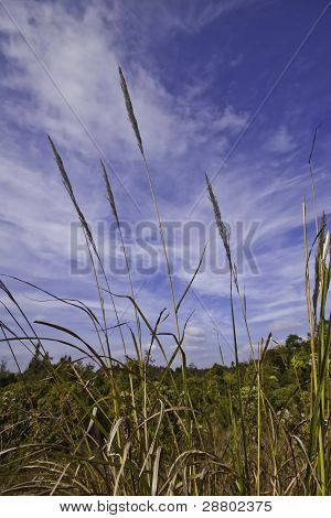 Imperata Cylindrica