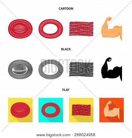 Vector Illustration Of Fiber And Muscular Logo. Set Of Fiber And Body  Stock Vector Illustration.