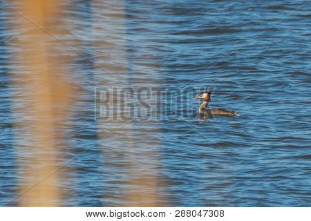 Great Crested Grebe On Water (podiceps Cristatus)