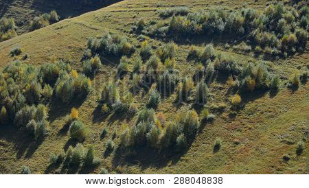 Autumn Trees On Mountain