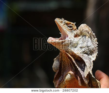 australische Eidechse real kleiner Drache