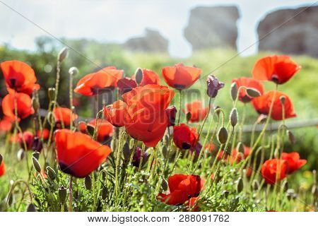 Red Poppies, Meadow Of Flowersred Poppies Meadow With Green Grass