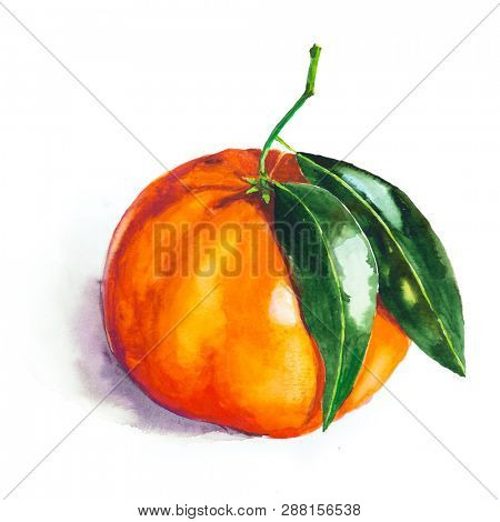 Mandarin Leaves Image Photo Free Trial Bigstock