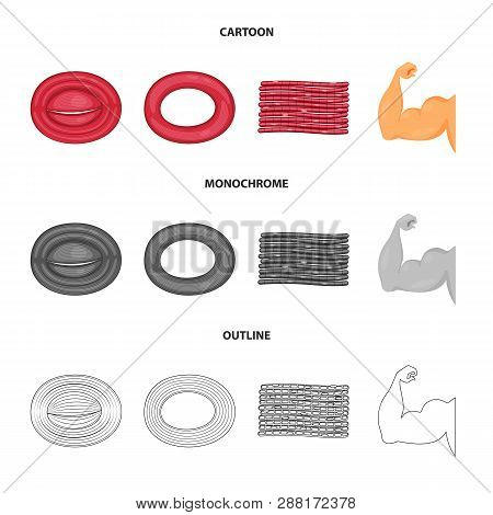 Vector Design Of Fiber And Muscular Logo. Collection Of Fiber And Body  Vector Icon For Stock.