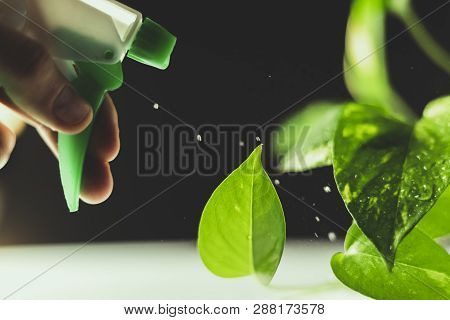 Watering Green Plants On White And Black Background With A Myst Tool