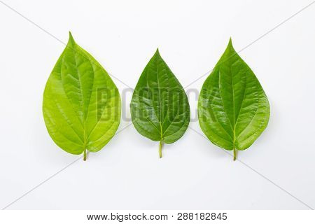 Green Betel Leaves, Fresh Piper Betle On White Background.