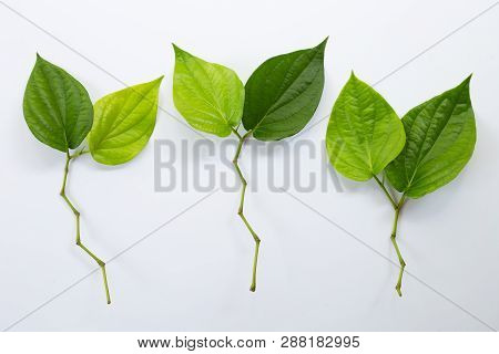 Green Betel Leaves, Fresh Piper Betle On White Background.