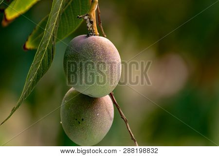 Tropical Mango Tree With Big Ripe Mango Fruits Growing In Orchard On Gran Canaria Island, Spain. Cul