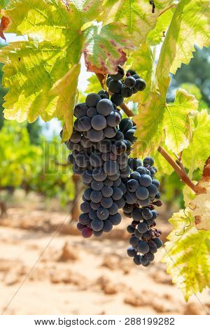 French Red And Rose Wine Grapes Plant, Growing On Ochre Mineral Soil, New Harvest Of Wine Grape In F