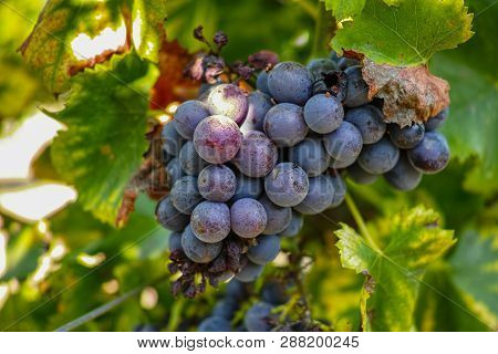 French Red And Rose Wine Grapes Plant, First New Harvest Of Wine Grape In France On Domain Or Chatea