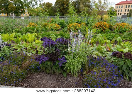Open Garden In The Town Of Mariestad