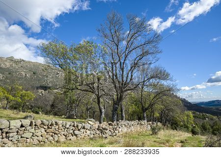 Bare Narrow-leafed Ash Tree, Fraxinus Angustifolia, Next To A Stone Wall In Guadarrama Mountains, El