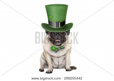 Cute Smiling St Patricks Day Pug Puppy Dog Sitting Down With Green Top Hat And Pipe, Isolated On Whi