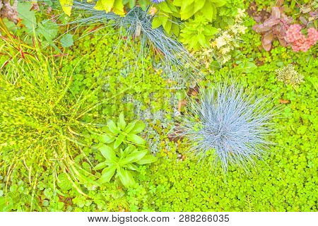 Miscanthus. Miscanthus Flowers Field. The Miscanthus Flowers Field In The Morning.
