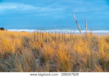 Beach Grass Golden In Sunrise Slective Focus With Blue Of Sea And Sky Beyond.