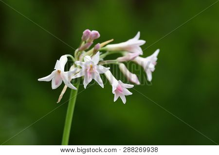 Close Up Of White Society Garlic (tulbaghia Violacea) In Bloom