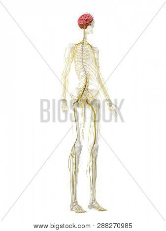 3d rendered medically accurate illustration of a females nervous system