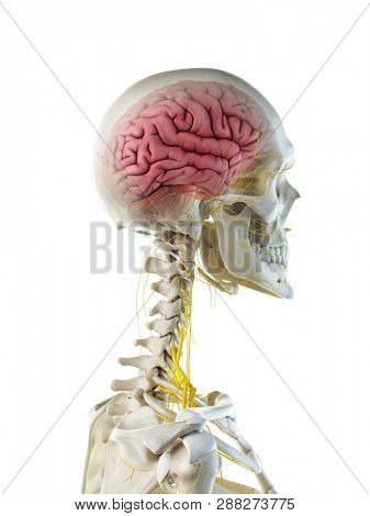 3d rendered medically accurate illustration of a females brain anatomy