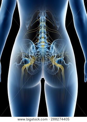 3d rendered medically accurate illustration of a females sciatic nerve