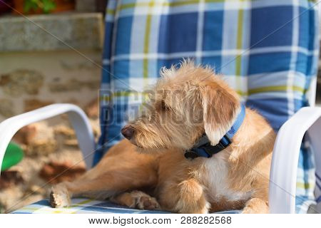 Portrait in blue chair outdoor little cross breed dog against stone wall