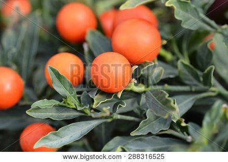 False Jerusalem Cherry - Latin Name - Solanum Pseudocapsicum