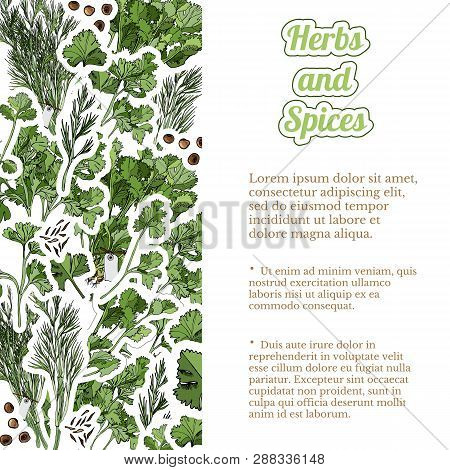 Rectangle Composition  Of  Hand Draw And Color  Sketch  Of Different Green Herbs And Spices.template