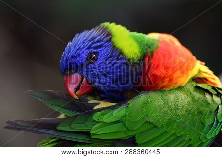 Close Up Portrait Of A Rainbow Lorikeet (trichoglossus Moluccanus)