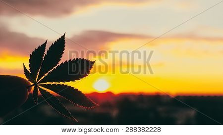 Beautiful Commercial Cannabis In The Amazing Sunset Background. Close Up Of The Marijuana Leaf. Lega