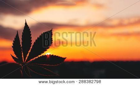 Beautiful Commercial Cannabis In The Amazing Sunset Background. Close Up Of The Marijuana Leaf. Lega