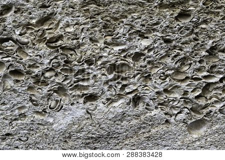 Shell Rock Geology Sample Closeup Rock Consist Of Many Small Sea Shells And Its Prints.