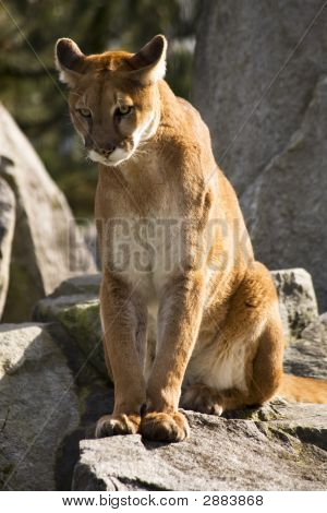 Berglöwe Cougar auf der Suche nach Beute