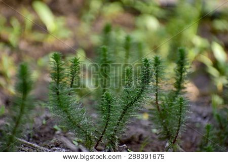 The  Hydrilla algae can grow while the water is dry.