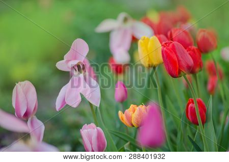 Mixed Color Tulips. Mix Of Spring Tulips Flowers