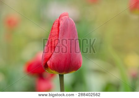 Red Spring Blooming Tulip Barcelona Field