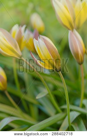 Tarda Dasystemon Tulip