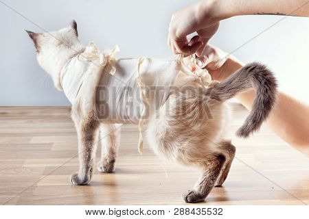 The Owner Removes The Postoperative Bandage With A Cat