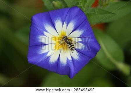Close-up Of A Tri-color Bindweed (convolvulus Tricolor) Blue, White, Yellow
