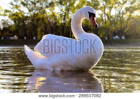 White Swan Swims In The Water On A Sunny Day