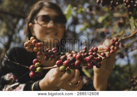 Asian Woman Smiling Face Happiness Emotion Near Raw Coffee Seed On Tree Branch