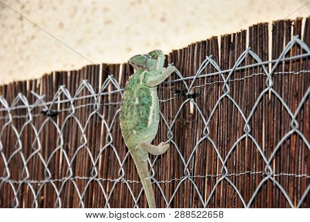 The Chameleon's Grip On The Fence