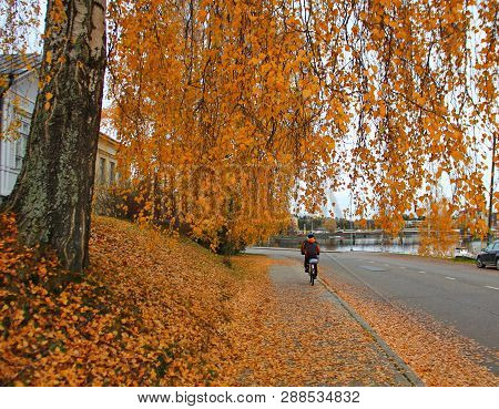 A Very Large, Old, Age-old Birch Tree Hung Powerful Branches With Yellow Leaves Over The Pedestrian 