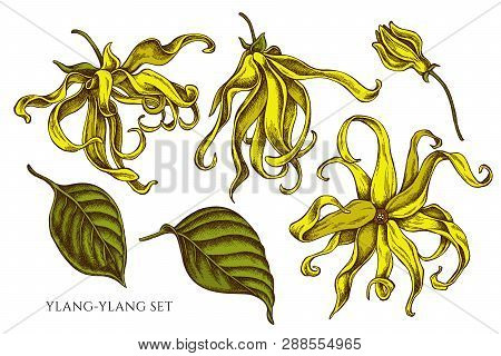 Vector Collection Of Hand Drawn Colored  Ylang-ylang