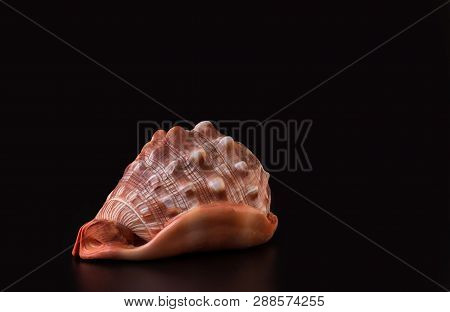 Big Sea Shell On A Black Background. Cypraecassis Rufa On A Black Background. Front View