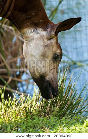 Okapi